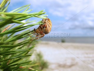 Araneus sp beach of the Baltic [AT]