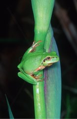 Tree frog on a stem