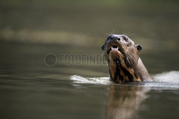 Giant-river otter in water Brazil