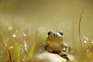 Close-up view on a Parsley frog amongst moisty grass France