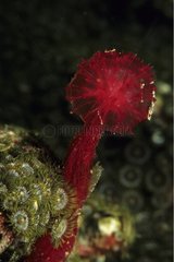 Reproductive organ of a Burrowing Sponge Bali Indonesia