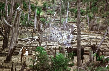 Forêt primaire brûlée pour faire des pâturage à Madagascar