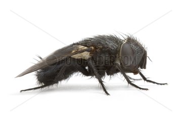 Close up of a fly in studio