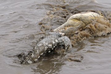 Cannibalism among adult Nile Crocodiles Kruger Park