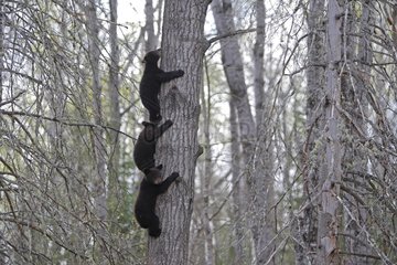 Black Bears 4 months old cubs climbing a tree to be secure