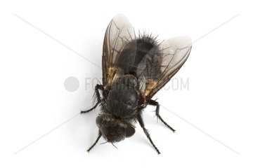 Close up of a fly in studio