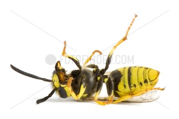 Wasp dead in studio