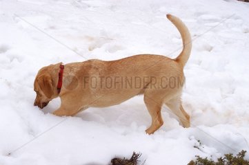 Batard -Hund jagt Mäuse im Schnee