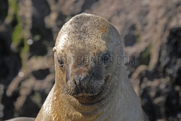 Portrait of a South American Sea Lion Patagonia Argentina