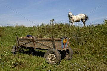 Cart and Horse in an extensive agriculture farm Romania