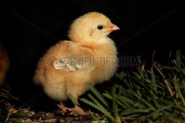 Four day old chick [AT]