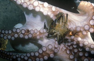 Common octopus eating a crab Europe