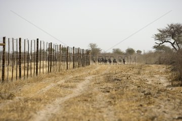 Herde von Gnus  die einen elektrischen Zaun Botswana umgehen