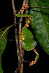 Tiger Striped Leaf Frog on branch French Guiana