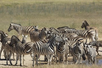 Burchell's Zebras at water point Etosha Namibia