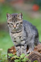 Portrait of a Tabby Kitten sitting on a stump Oberbruck