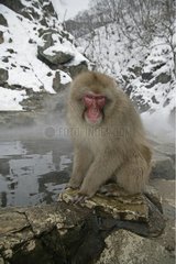 Japanese Macaque near by a warm spring Japan