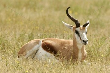 Springbok with a horn in less National park of Etosha