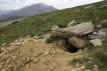 Marmot Alpine burrow Pyrenees Spain