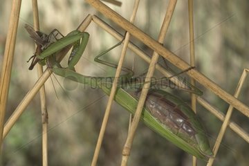 Mantis beten  eine Heubehälter Frankreich zu essen