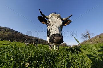 Portrait of a Cow in a meadow vosgienne Breitenbach