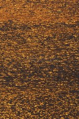 Reflets dorés à la surface d'un bras de mer enTasmanie