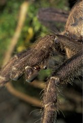 Bulbe copulateur sur le pédipalpe d'une mygale mâle