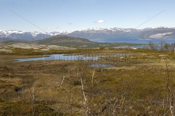 Peat bog landscape and fjord in northern Norway