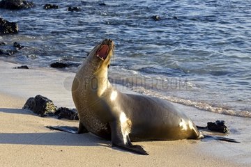Galapagos Sea Lion in posture of intimidation Galapagos
