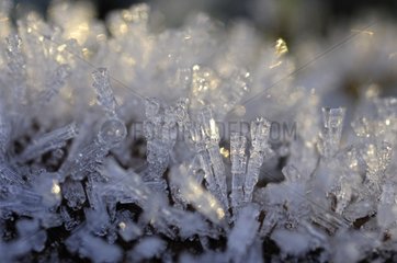 Multitude of ice crystals on a branch