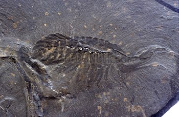 Fossil of Leanchoilia in Burgess