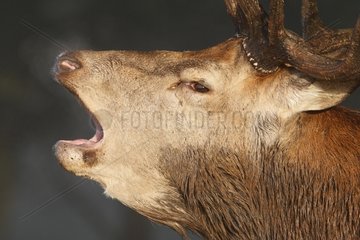 Male Red deer troating Great Britain