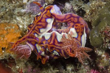 Nudibranch mating Nusa Kode Indonesia