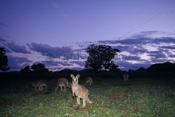 Group of Eastern Grey Kangaroos at evening Australia