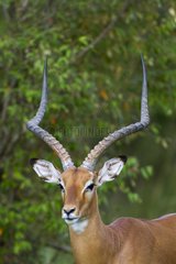 Portrait of male Impala in savanna - Masai Mara Kenya