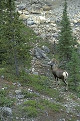 Mouflon du Canada arrêté à l'orée d'un bois Canada