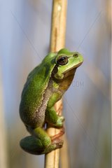 Tree frog on a stem Auried Natural Reserve Switzerland