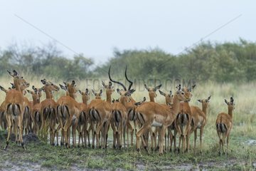 Impalas under the rain in savannah- Masai Mara Kenya