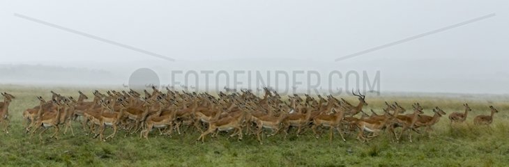 Impalas under the rain in savannah- Masai Mara Kenya
