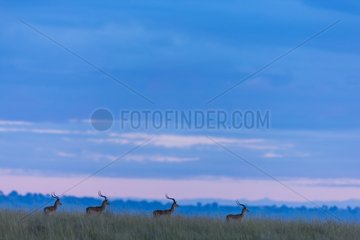 Male Impala at sunrise in savannah- Masai Mara Kenya