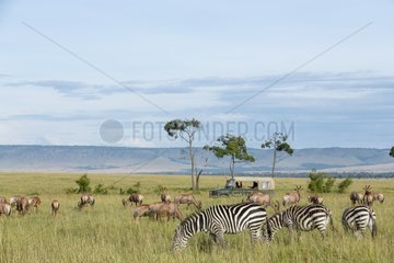 Vision vehicle Korrigums and Grant's Zebras - Kenya