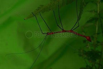 Male Oreophoetes resting suspended under a fern leafing