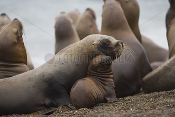 Females southern sea lions on beach and mother with pup