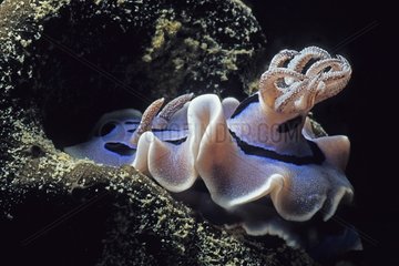 Nudibranch crawling on a Hard Coral in the Maldives