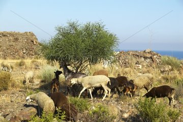 Free goats grazing