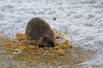 European hedgehog searching for food in winter France