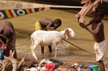 Sheep washed by a child at the edge of the Niger river Mali