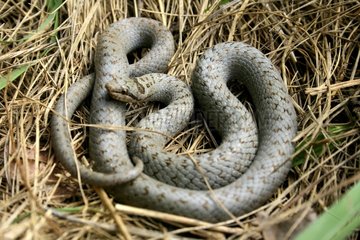 Smooth Snake winded on dry grass France