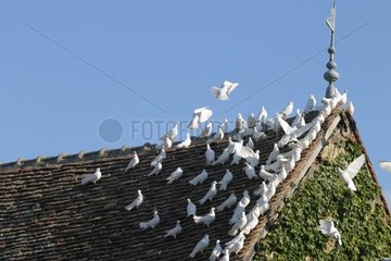Vol de colombes posÃ© sur le toit d'une ferme france