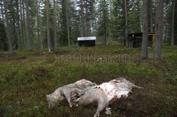 Pig corpses as baits for Brown bears Kainuu Finland